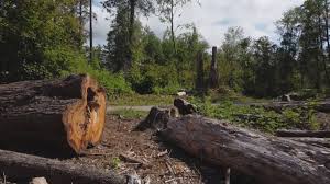 Best Tree Preservation Services  in Redwood, OR