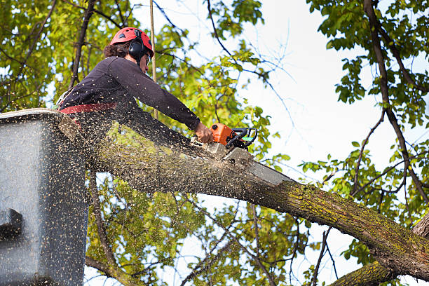 Best Tree and Shrub Care  in Redwood, OR