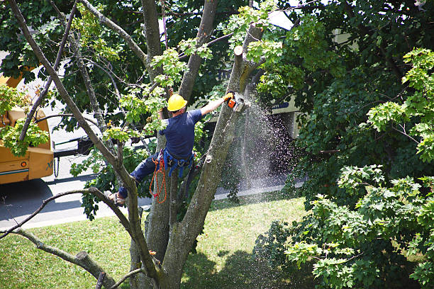 Best Landscape Design and Installation  in Redwood, OR