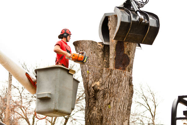 How Our Tree Care Process Works  in  Redwood, OR
